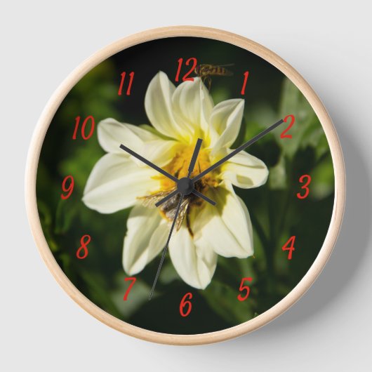 Horloge Bumblebee et dahlia blanc photo (Recto)