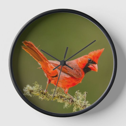 Horloge Cardinal mâle sur une branche (Recto)