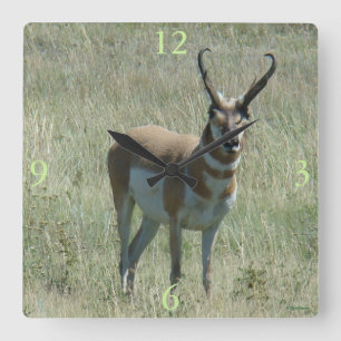 Horloge Carrée A13 Pronghorn Antelope Buck