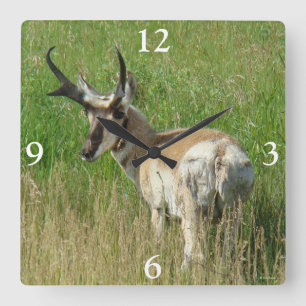 Horloge Carrée A35 Pronghorn Antelope Buck