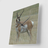 Horloge Carrée A37 Pronghorn Antelope Crooked Horns (Angle)