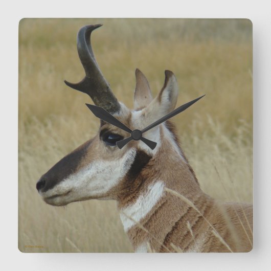 Horloge Carrée A4 Pronghorn Antelope Head Shot Profile (Recto)