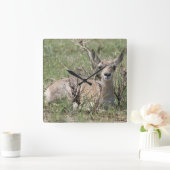 Horloge Carrée A7 Baby Pronghorn Antelope (Maison)