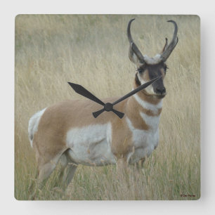 Horloge Carrée A8 Pronghorn Antelope