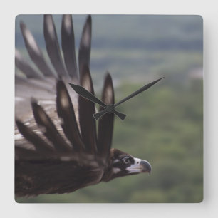 Horloge Carrée Aegypius monachus