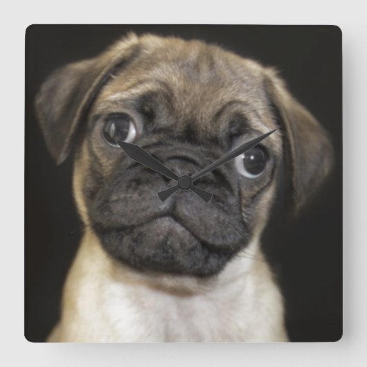 Horloge Carrée Amazing Little Pug Puppy (Recto)