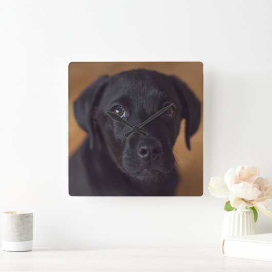 Horloge Carrée Animaux de bébés cutest | Black Labrador Puppy (Maison)