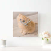Horloge Carrée Animaux de bébés cutest | British Longhair Kitten (Maison)