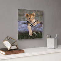 Animaux de bébés cutest | Cute Lion Cub