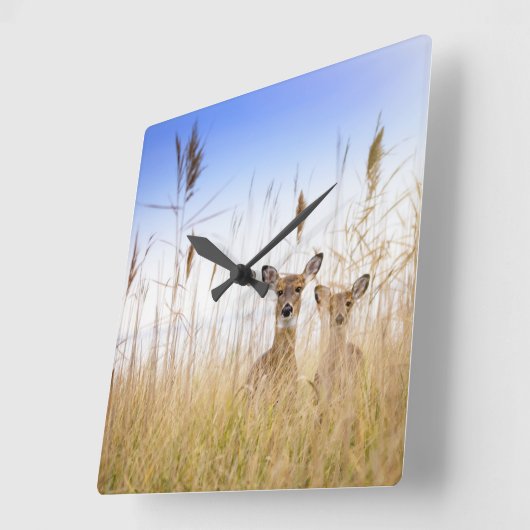 Horloge Carrée Animaux de bébés cutest | Deux jeunes cerfs à queu (Angle)