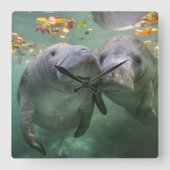 Horloge Carrée Animaux de bébés cutest | Deux Manatees (Recto)
