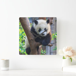Horloge Carrée Animaux de bébés cutest   Géant Panda Cub