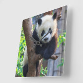 Horloge Carrée Animaux de bébés cutest | Géant Panda Cub (Angle)