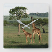 Horloge Carrée Animaux de bébés cutest | Giraffe Calf & Mama (Recto)