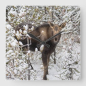 Horloge Carrée Animaux de bébés cutest | Moose Calf (Recto)