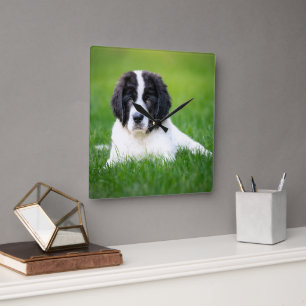 Horloge Carrée Animaux de bébés cutest Newfoundland Puppy