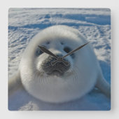 Horloge Carrée Animaux de bébés cutest | Phoque bébé (Recto)