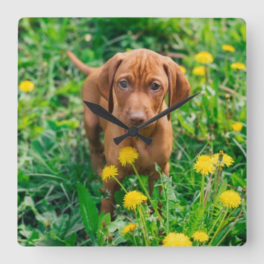 Horloge Carrée Animaux de bébés cutest | Pointeur (Recto)