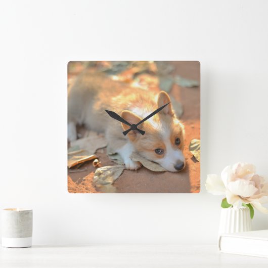 Horloge Carrée Animaux de bébés cutest | Shy Corgi (Maison)