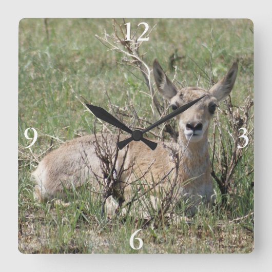 Horloge Carrée Antilope pronghorn A7 bébé (Recto)