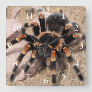 Horloge Carrée Araignée de Tarantula au genou rouge mexicain