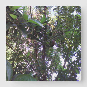 Horloge Carrée Arbre d'avocatier