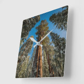 Horloge Carrée Arbre séquoia géant dans la neige (Angle)
