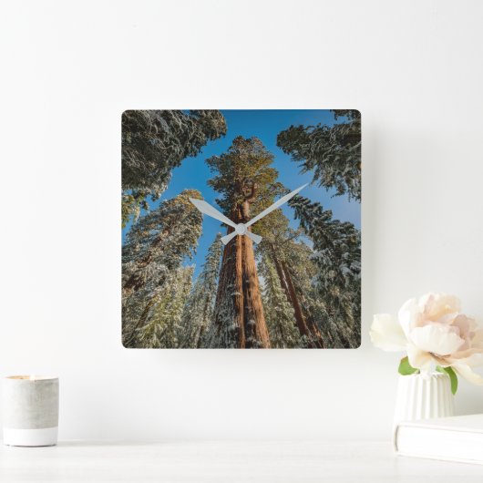 Horloge Carrée Arbre séquoia géant dans la neige (Maison)