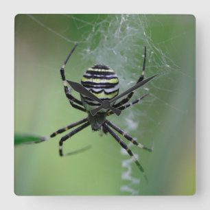 Horloge Carrée Argiope bruennichi