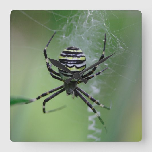 Horloge Carrée Argiope bruennichi (Recto)