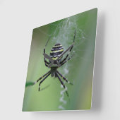 Horloge Carrée Argiope bruennichi (Angle)