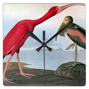 Horloge Carrée Audubon : Écarlate IBIS