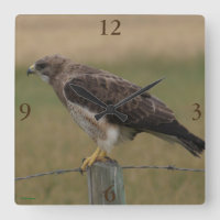 B10 Buse de Swainson