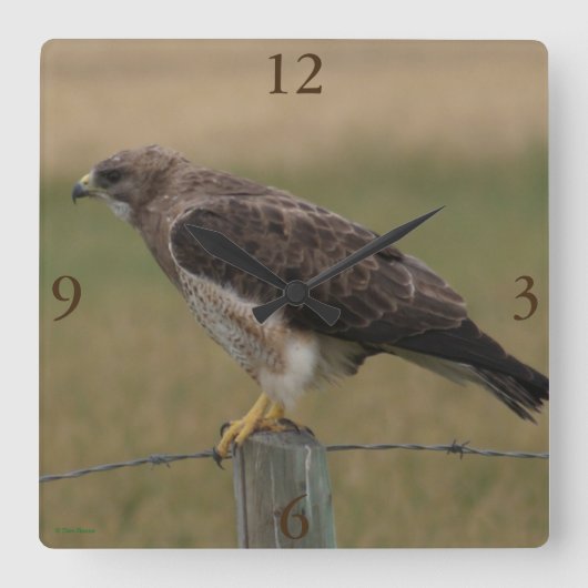 Horloge Carrée B10 Swainson's Hawk (Recto)