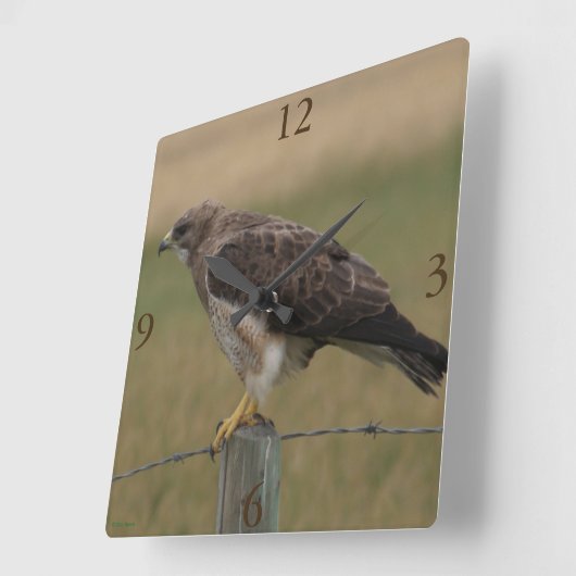 Horloge Carrée B10 Swainson's Hawk (Angle)