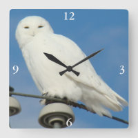 B50 Harfang des neiges