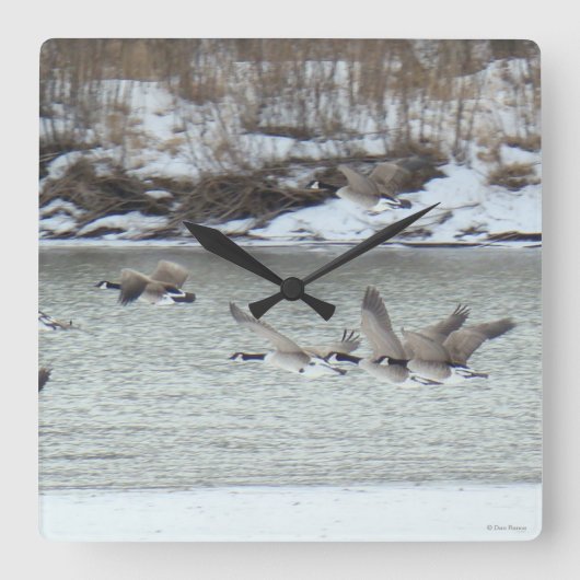 Horloge Carrée B7 Oies canadiennes (Recto)
