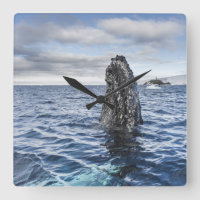 Baie d'espoir de Spyhops | de baleine de bosse,