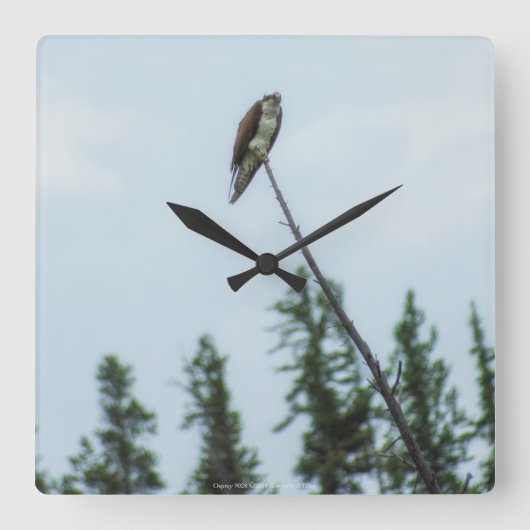 Horloge Carrée Balbuzard pêcheur 9028 (Recto)