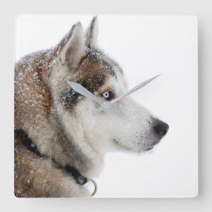 Horloge Carrée Beau Husky sibérien dans la neige