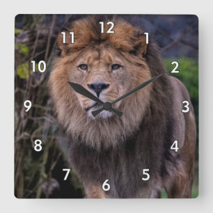 Horloge Carrée Beau Lion dans la nature