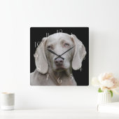 Horloge Carrée Beau Weimaraner chasseur de chiens (Maison)