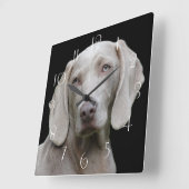 Horloge Carrée Beau Weimaraner chasseur de chiens (Angle)