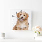 Horloge Carrée Beautiful happy reddish havanese puppy sitting (Maison)