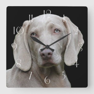 Horloge Carrée Beautiful Weimaraner Hunting Dog