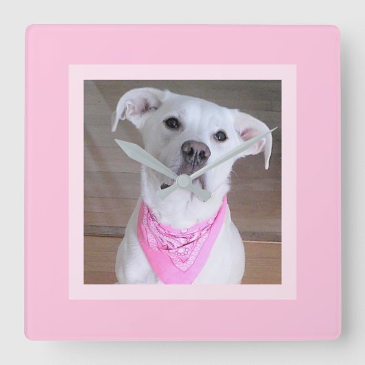 Horloge Carrée Belle Feminine mignonne Chien blanc en Écharpe ros (Recto)