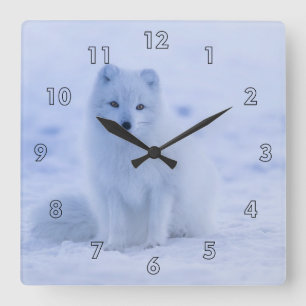 Horloge Carrée Belle Islande Renard arctique reposant dans la nei