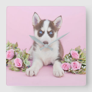 Horloge Carrée Belle marionnette Husky aux roses roses roses
