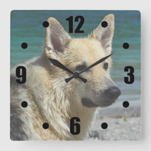 Horloge Carrée Berger Allemand au bord de la mer