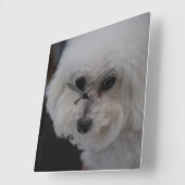 Horloge Carrée Bichon Frise (Angle)